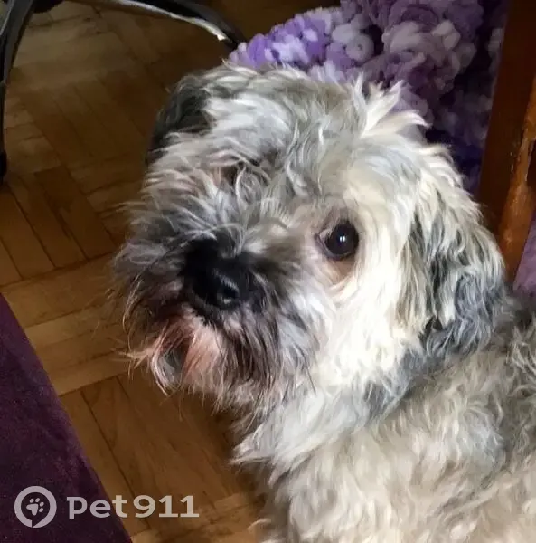 Пропала собака, Воткинск - photo