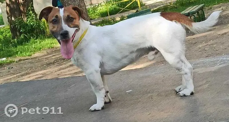 Пропала собака, Тверь - photo