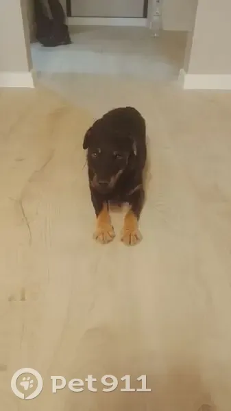 Пропала собака, Нижний Новгород - photo