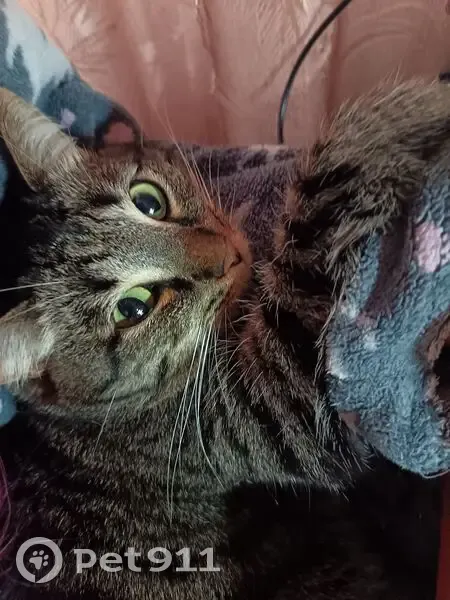 Пропала кошка, Средне-Садовая 73-71 - photo