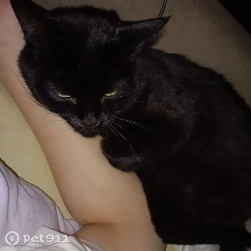 Пропала кошка, Ленинский пр., 134, Воронеж - photo