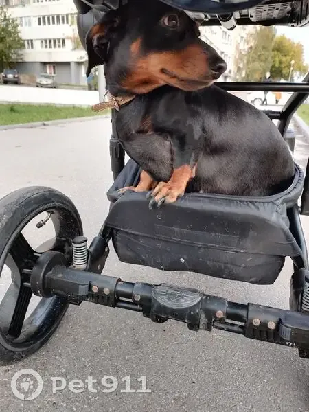 Пропала собака, Тула - photo