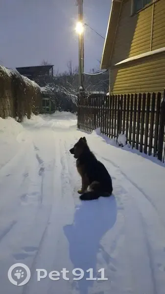 Пропала собака, Подольск - photo