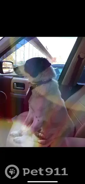 Пропала собака, Москва - photo