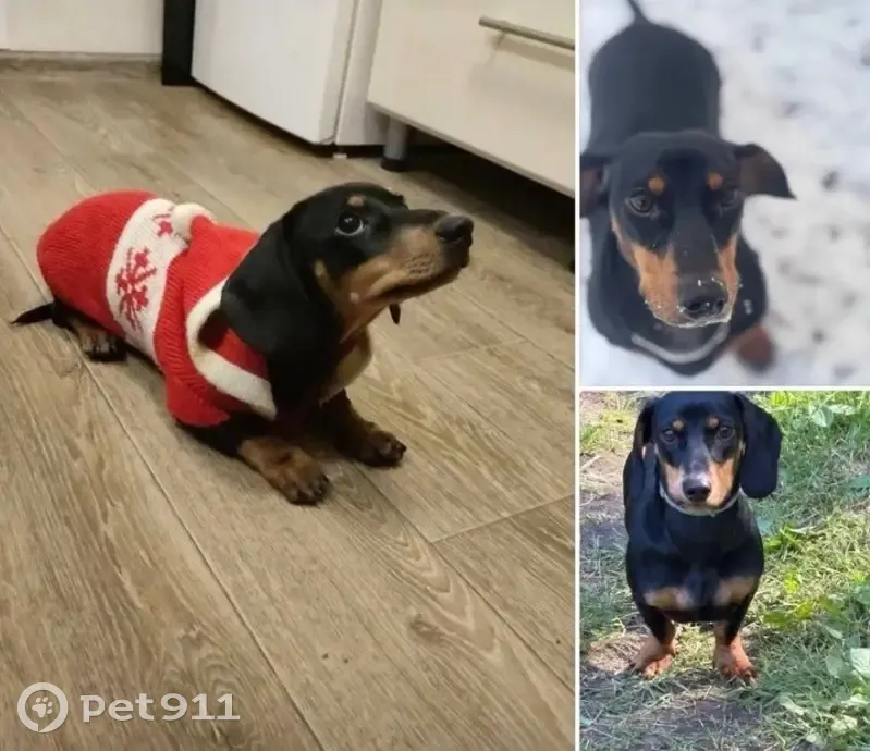 Пропал Чаки, Ногинск, МО - photo