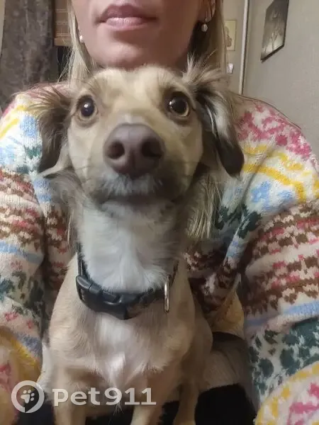 Пропала собака, 1-я линия, Павловск - photo