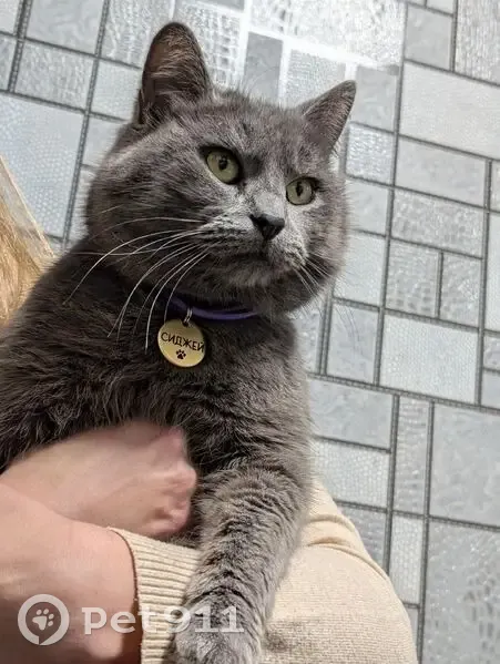 Пропала кошка, Ярославль, Яросл. обл. - photo