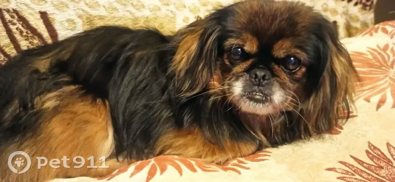 Пропала собака, ул. Турку, СПб - photo