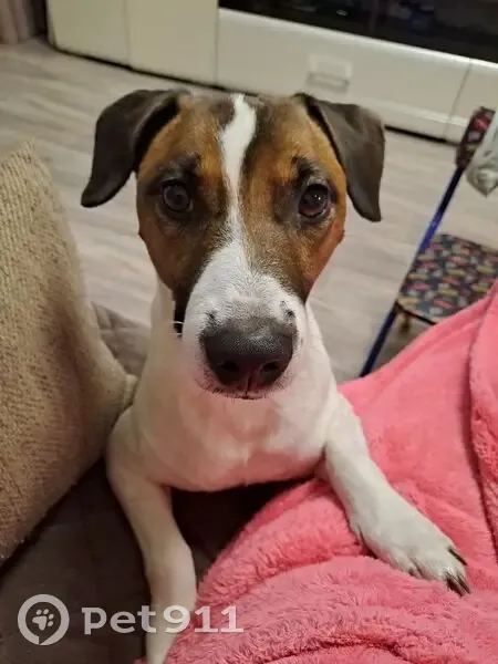 Пропала собака, Архангельск - photo