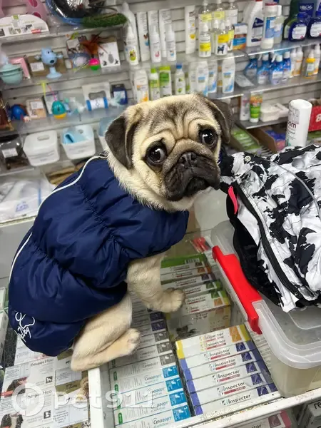 Пропала собака, Лукьяново - photo