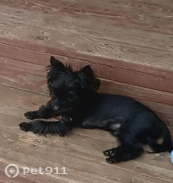 Пропала собака на Крупской, 42, Мурманск - photo