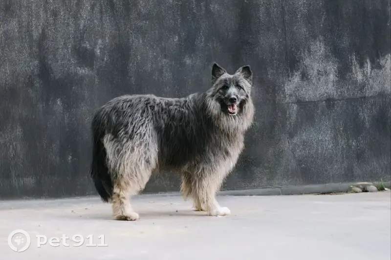 Пропала собака, Москва - photo