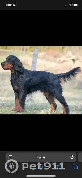 Пропала собака, Пеники, Ленобласть - photo