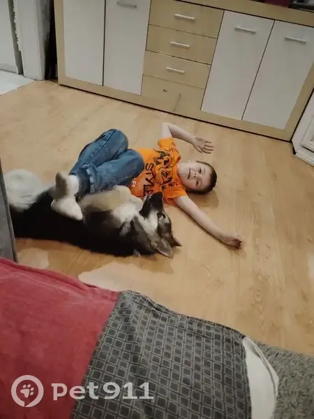 Пропала собака, Калининградская обл. - photo