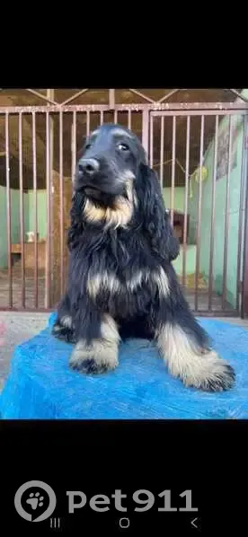 Пропала собака у аэропорта Уктус, Екб - photo