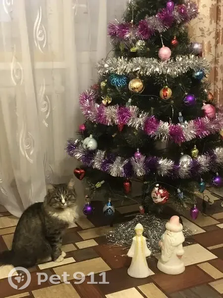 Пропал кот, Кооперативная ул. 27, Шуя - photo