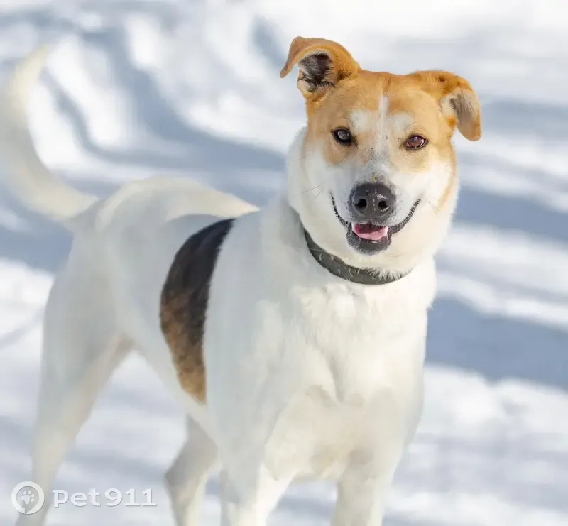 Пропала собака в Ратчино, МО - photo