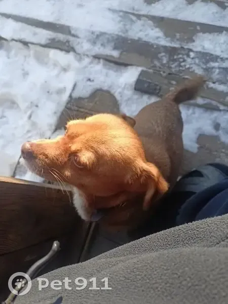 Пропала собака, Космическая 9В, Хабаровск - photo