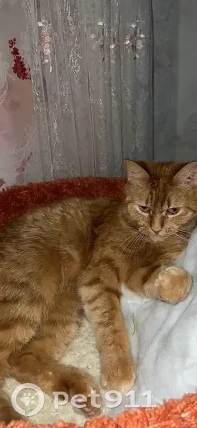 Пропала кошка, ул. Р. Люксембург, 35, Тверь - photo