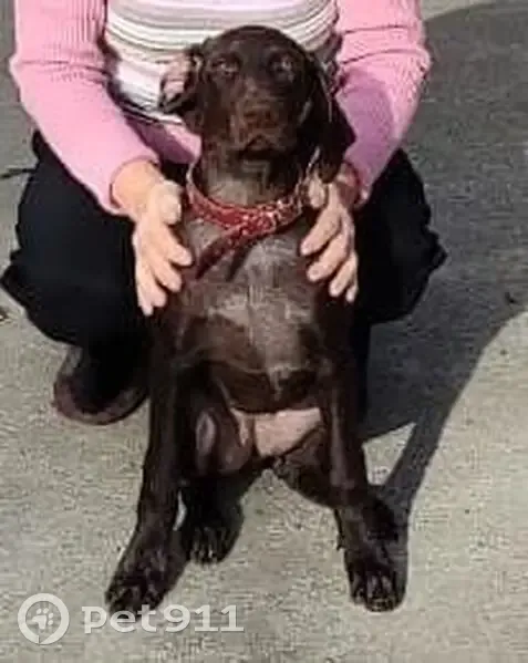 Пропала собака на Гагарина, 2, Георгиевск - photo