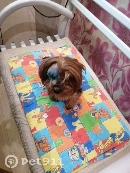 Пропала собака, ул. Яблочкова 28, Н. Тура - photo