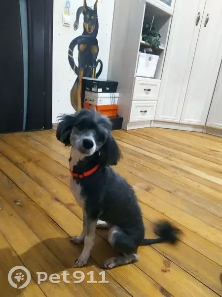 Пропала собака, ул. Поющева, Нижний Новгород - photo