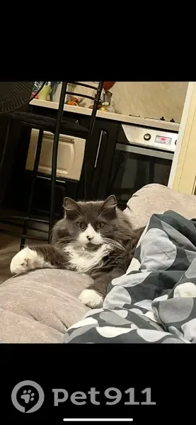 Пропала кошка, ул. Мира, 59, Новосиб. - photo