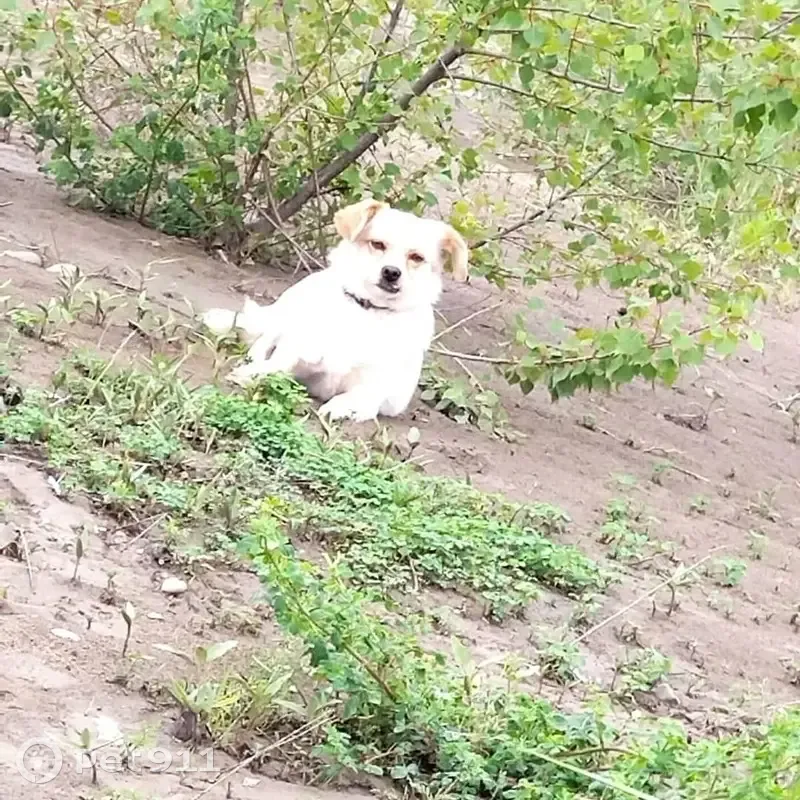 Пропала собака, Заводская 19, Белореченск - photo