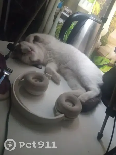 Пропала кошка, пр. Мира 6, Чебоксары - photo