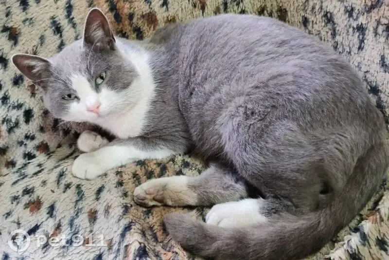 Пропал кот Василий, 1-я Рабочая, 35, Артём - photo