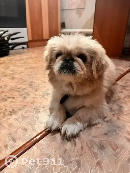 Светлый бежевый пес, ул. Горького 29, Аткарск - photo