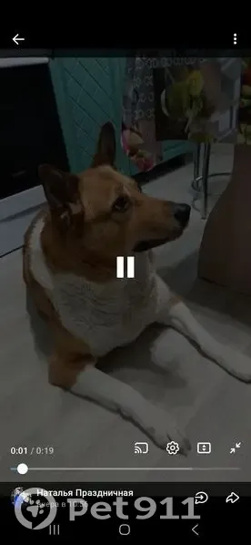 Пропала собака, Старое шоссе 4Б, Вологда - photo