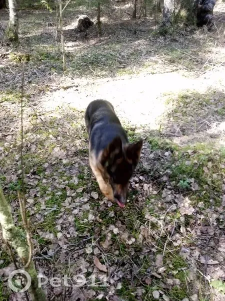 Пропала овчарка, Центральная ул., 4, Горняк - photo