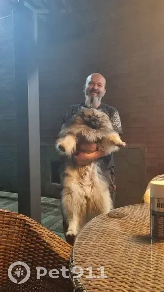 Пропала собака на Полевой улице, 5А - photo