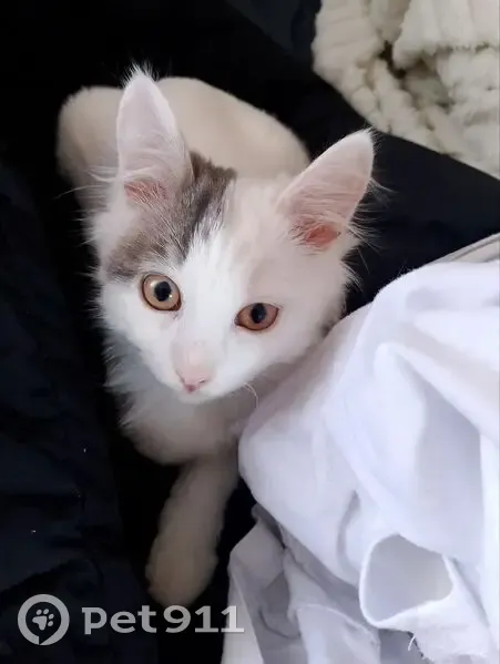 Пропал котик, Набережная ул., 8, Излучинск - photo