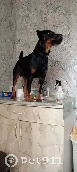 Пропала собака, Школьная ул., 13 - photo