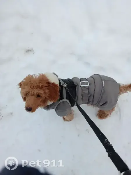 Пропала собака, Москва - photo