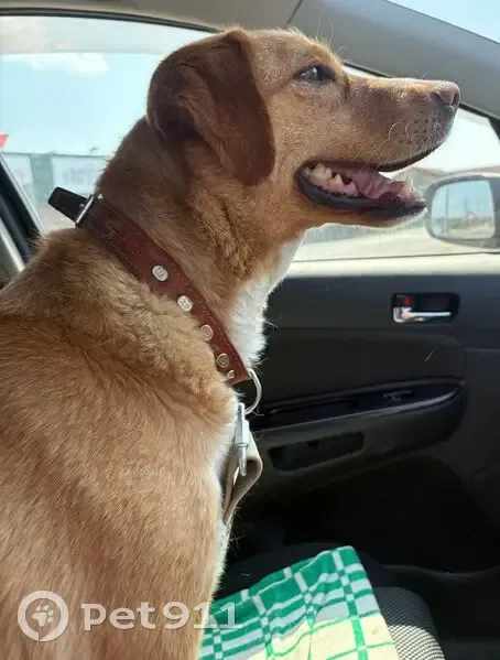 Пропала собака, Орловский пер., Хомутово - photo