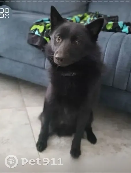 Пропала собака, Фряново - photo