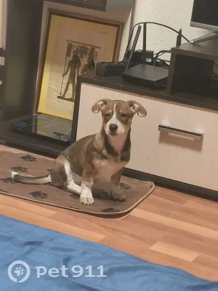 Пропала собака, ул. Рутминского, Екб - photo