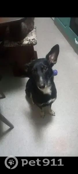 Пропала собака, ул. Калинина, 168, Кыштым - photo