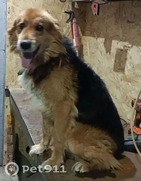 Пропала собака, Ароматная 9А, Воронеж - photo