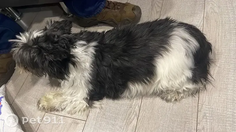 Найдена собака, Краснодарский пер., 2 - photo