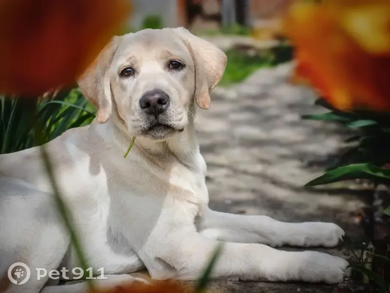 Пропала собака, Облачный проезд 30, Армавир - photo