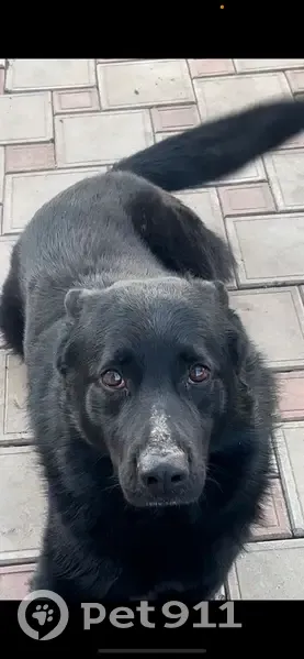 Пропала собака, Краснодар - photo