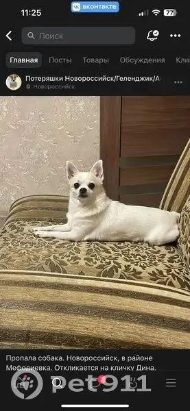 Пропала собака на Менжинского 18, НРСК - photo