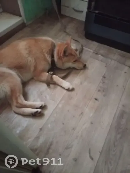 Пропала собака на пл. СХИ, Усть-Кинельский - photo