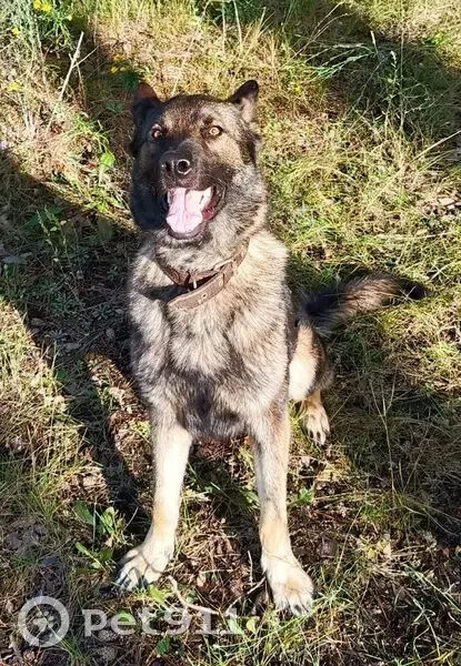 Пропала собака, Пенза - photo