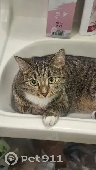 Пропала кошка, Салютная ул., Челябинск - photo