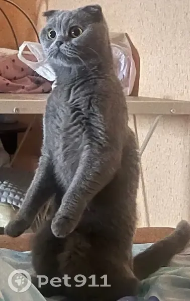 Пропала серая кошка, ул. Жукова, Новая Усмань - photo